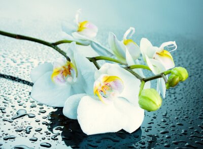 Heldere orchideeën en waterdruppels