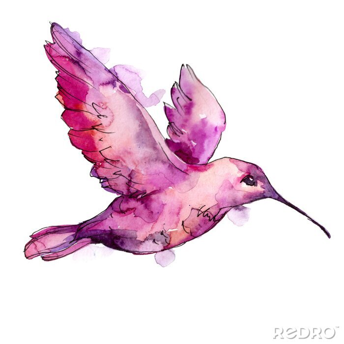 Sticker Hemelvogel roze colibri in het wild door geïsoleerde waterverfstijl. Wilde vrijheid, vogel met vliegende vleugels. Aquarellevogel voor achtergrond, textuur, patroon, kader, grens of tatoegering.