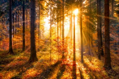 Herfstlandschap zonsopgang in het bos natuurlijk landschap