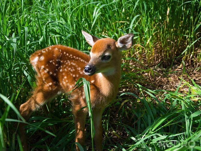 Sticker Herten en natuur