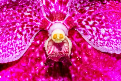 Het centrum van een roze orchidee
