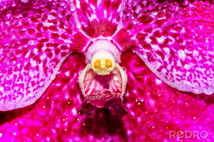Sticker Het centrum van een roze orchidee