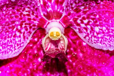 Sticker Het centrum van een roze orchidee