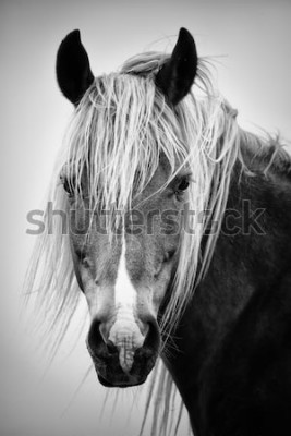 Sticker Het hoofd van een paard met een heldere manen monochrome foto