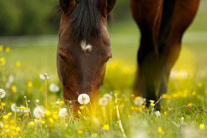 Sticker Het hoofd van een paard verbergt zijn mond in het gras