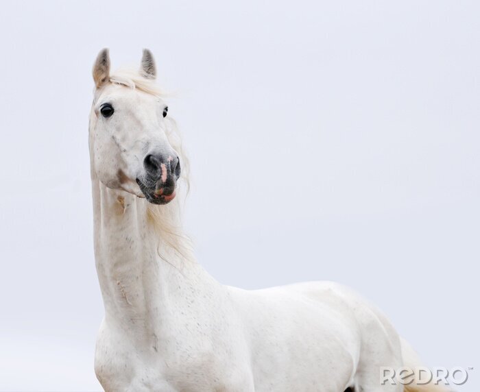 Sticker Het paard in de stralende hemel