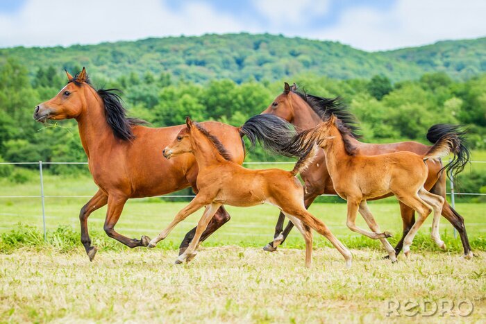 Sticker Het paard op de achtergrond van groene heuvels