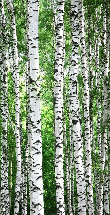 Sticker Hoge slanke berken