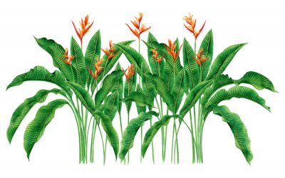Sticker Hoge tropische strelitzia-planten op een witte achtergrond
