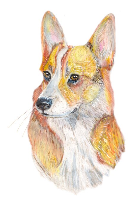 Sticker hond Corgi / Hond handgeschilderde aquarel illustratie op een witte achtergrond