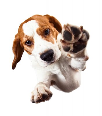 Sticker Hond die poot geeft