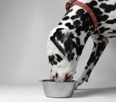 Sticker Hond eet Dalmatische