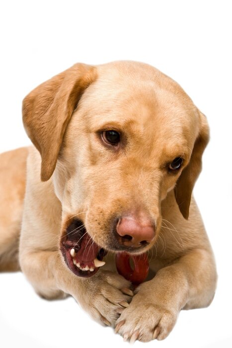 Sticker Hond kauwt op speelgoed