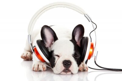 Sticker hond luisteren naar muziek met een koptelefoon geïsoleerd op witte backgro
