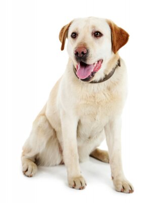 Sticker Hond met bruine oren