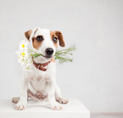 Sticker Hond met een boeket bloemen in een tanden