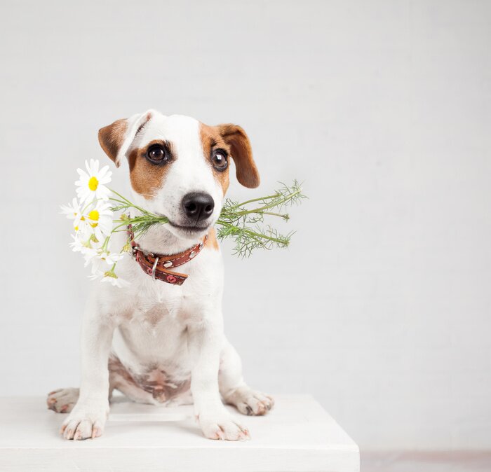 Sticker Hond met een boeket bloemen in een tanden