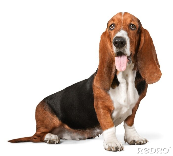 Sticker Hond met uitgestoken tong