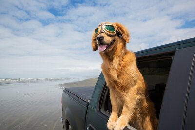 Sticker Hond road trip