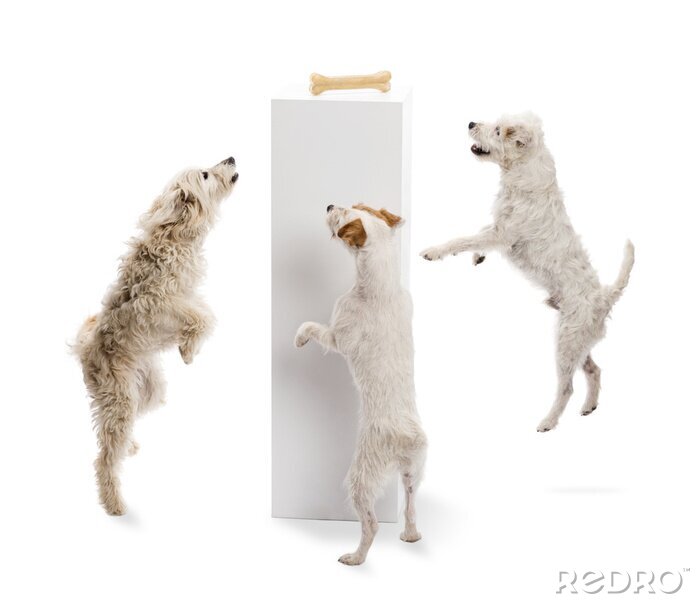 Sticker Honden springen en kijken naar een bot op een voetstuk