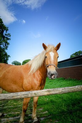Sticker Honingkleurige rijpaarden in de kraal