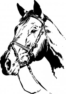 Sticker Hoofd van het paard Vector