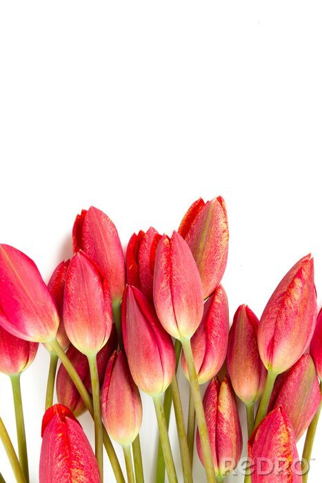 Sticker Hoofdjes van rode tulpen
