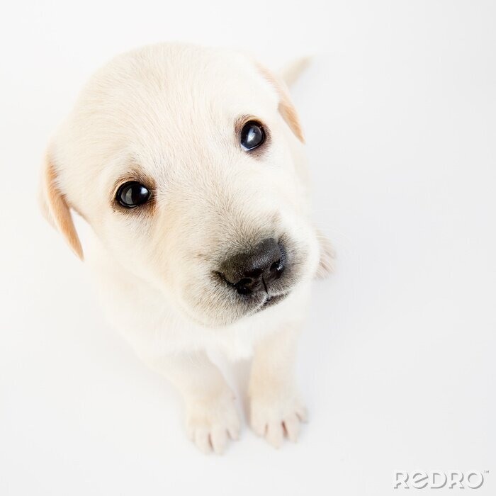 Sticker Huisdier op een heldere achtergrond