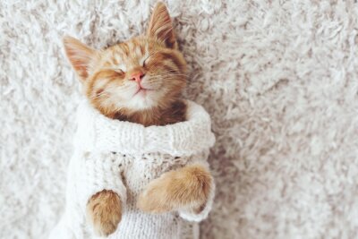 Huiskat in een trui