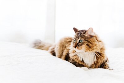 Sticker Huiskat met een witte stropdas liggend op het bed