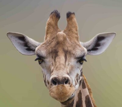 Sticker Ik ben prachtig, A Cute portret van de giraf.