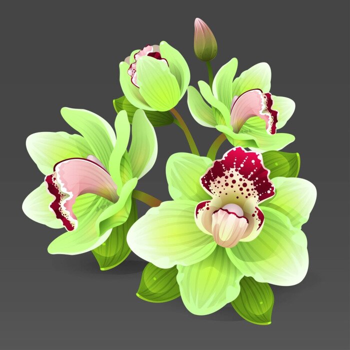 Sticker Illustratie met celadonorchidee