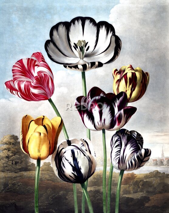 Sticker illustratie van de bloem