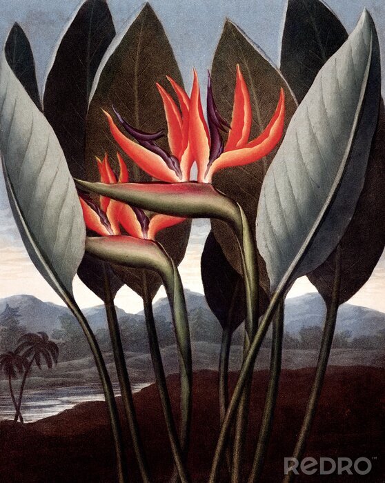 Sticker illustratie van de bloem