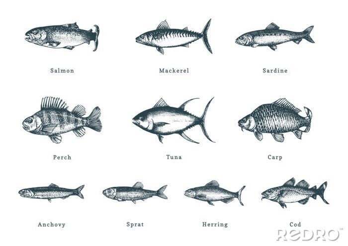Sticker Illustration of fishes on white background. Drawn seafood set in engraving style. Sketches collection in vector.