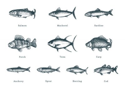 Sticker Illustration of fishes on white background. Drawn seafood set in engraving style. Sketches collection in vector.