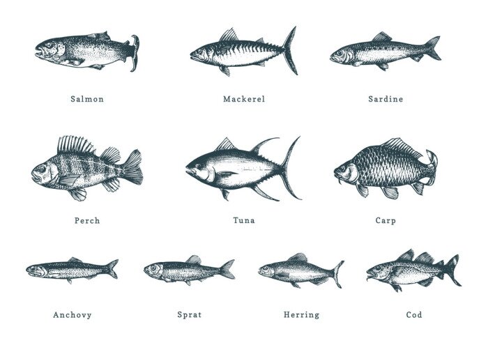 Sticker Illustration of fishes on white background. Drawn seafood set in engraving style. Sketches collection in vector.