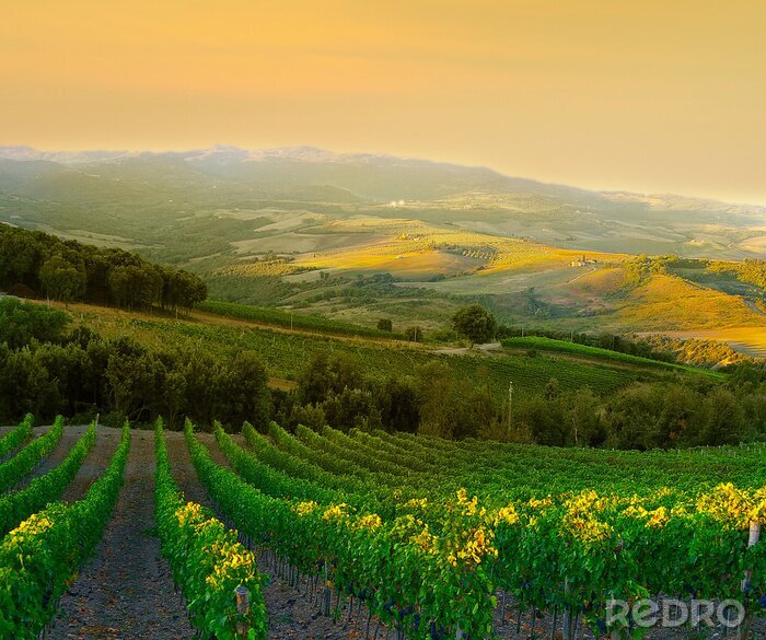 Sticker Italiaanse wijngaard