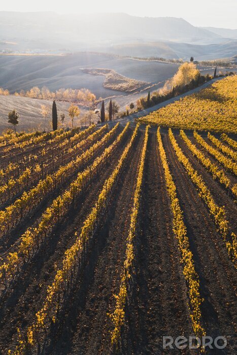 Sticker Italiaanse wijngarden in de herfst