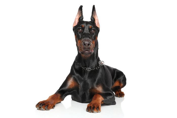 Sticker Jonge Doberman liggen op witte achtergrond