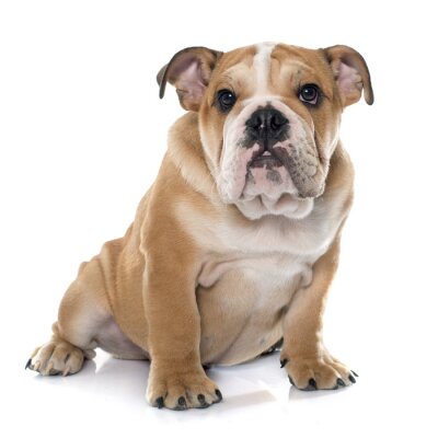 Sticker jonge Engels bulldog