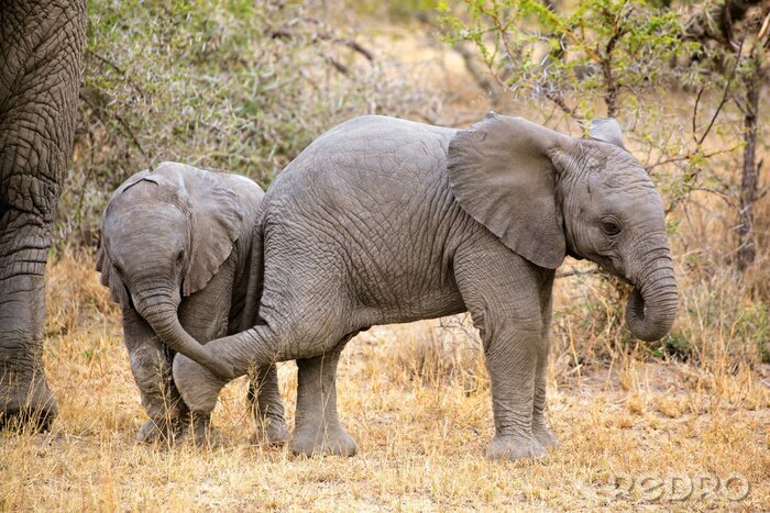 Sticker Jonge olifanten hebben plezier