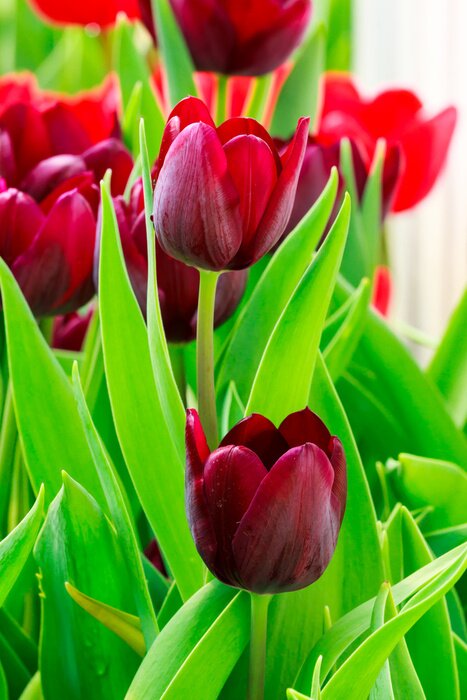 Sticker Kastanjebruine bloemen in bladeren