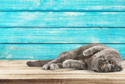 Kat op een achtergrond van blauwe planken