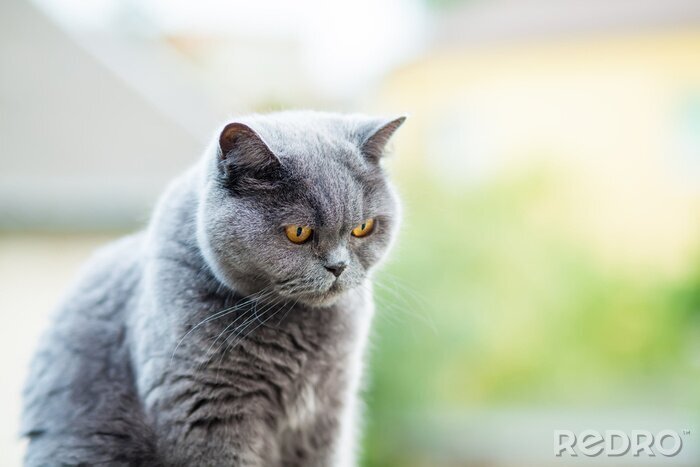 Sticker Katten Britse kat met gefocust gezichtsvermogen
