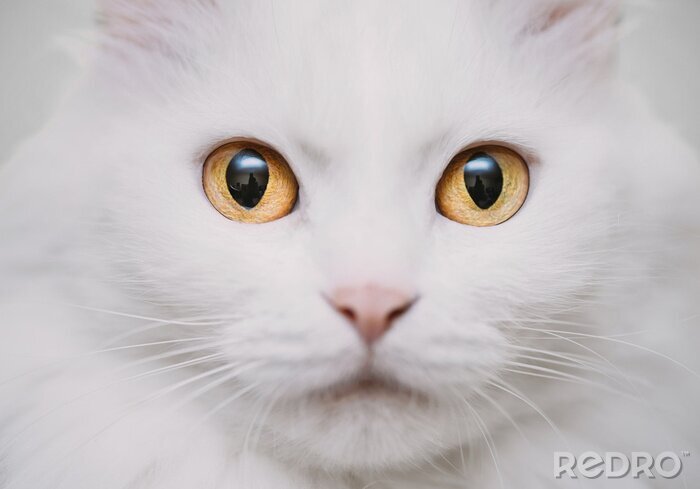 Sticker Katten close-up op de snuit van een kat met gouden ogen