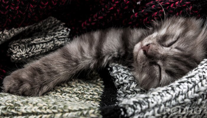Sticker Katten Een kat verstopt in dekens tijdens een dutje