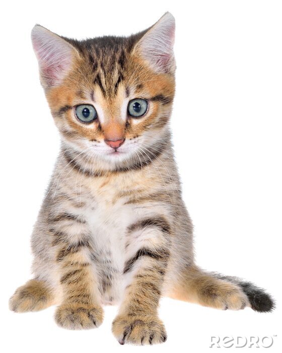 Sticker Katten een kleine kat met blauwe ogen en een roze neus