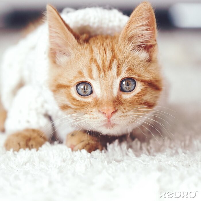 Sticker Katten gemberkat met betoverende ogen