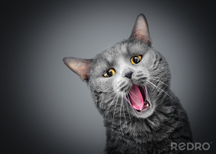 Sticker Katten grijze kat met gele ogen en een open mond